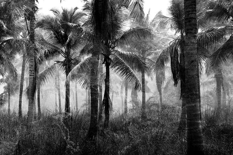 Palms Black And White Black Ornate Wood Framed Art Print with Double Matting by Allen, Kimberly