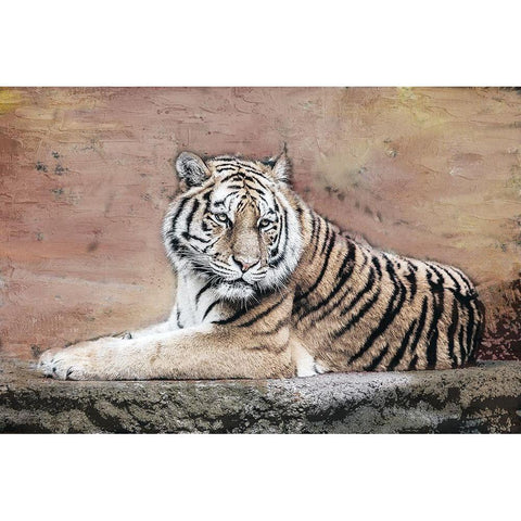 Tiger Love V2 Black Modern Wood Framed Art Print with Double Matting by Allen, Kimberly