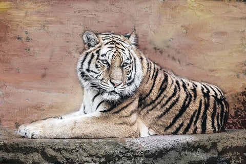 Tiger Love V2 Black Ornate Wood Framed Art Print with Double Matting by Allen, Kimberly
