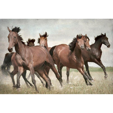 Running Wild Horses Black Modern Wood Framed Art Print with Double Matting by Allen, Kimberly