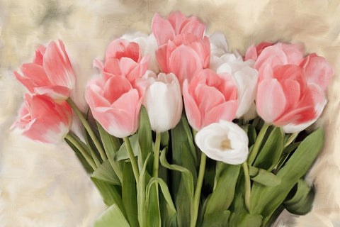 Pink And White Tulips White Modern Wood Framed Art Print with Double Matting by Allen, Kimberly
