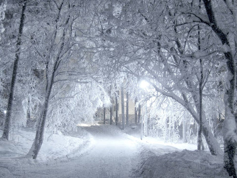 Winter Path White Modern Wood Framed Art Print with Double Matting by Allen, Kimberly