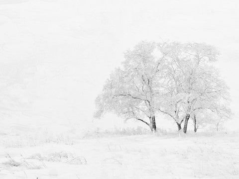 Winter White Black Ornate Wood Framed Art Print with Double Matting by Allen, Kimberly