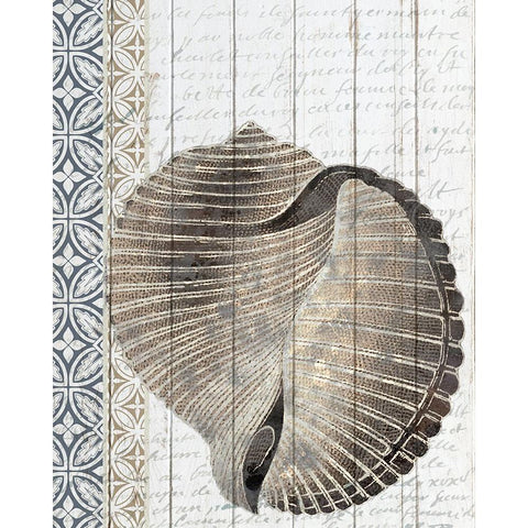 Shells 1 White Modern Wood Framed Art Print by Allen, Kimberly