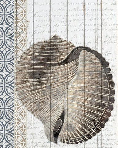 Shells 1 White Modern Wood Framed Art Print with Double Matting by Allen, Kimberly