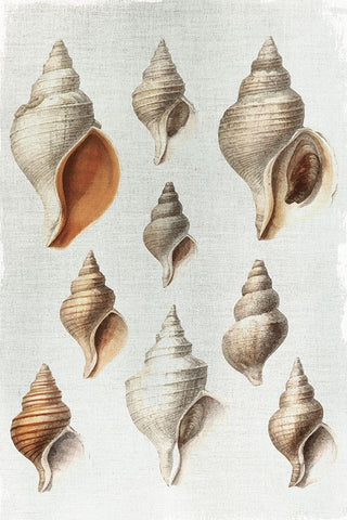 Conch Shells Black Ornate Wood Framed Art Print with Double Matting by Allen, Kimberly
