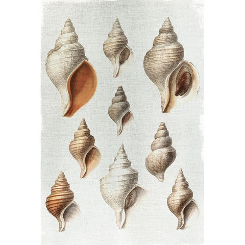 Conch Shells Black Modern Wood Framed Art Print by Allen, Kimberly