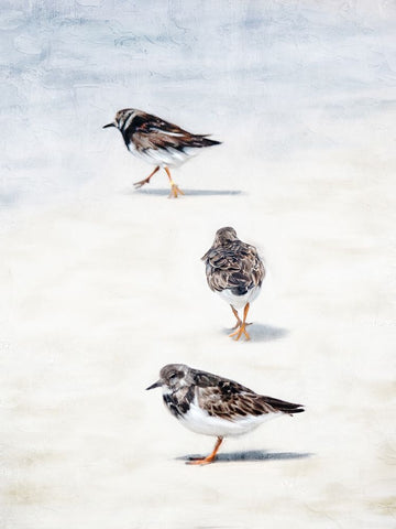 Sandpiper Beach Black Ornate Wood Framed Art Print with Double Matting by Allen, Kimberly