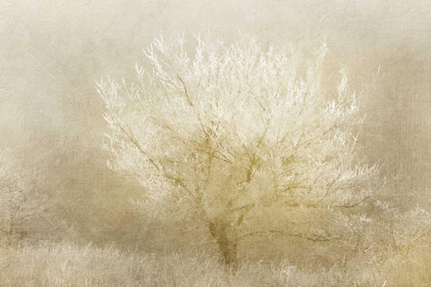 Dreaming Tree White Modern Wood Framed Art Print with Double Matting by Allen, Kimberly