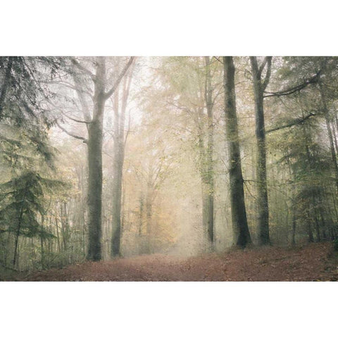Morning Walk Black Modern Wood Framed Art Print by Allen, Kimberly