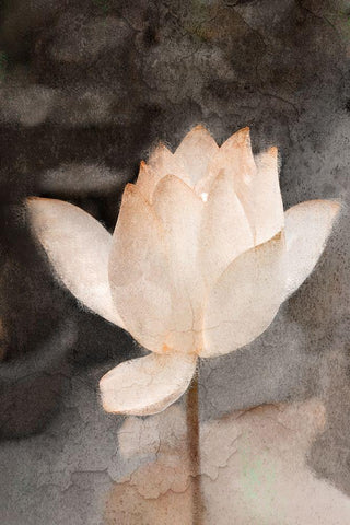 Lotus Bloom White Modern Wood Framed Art Print with Double Matting by Kimberly, Allen