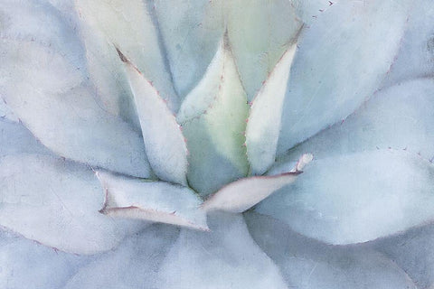 Serene Succulent White Modern Wood Framed Art Print with Double Matting by Allen, Kimberly