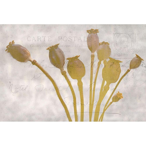 Poppy Buds Gold Ornate Wood Framed Art Print with Double Matting by Kimberly, Allen