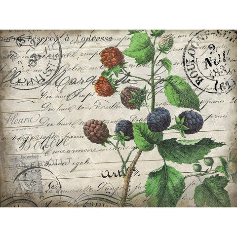 Vintage Blackberries Gold Ornate Wood Framed Art Print with Double Matting by Kimberly, Allen