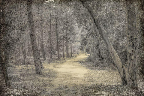 Forest of Dreams White Modern Wood Framed Art Print with Double Matting by Kimberly, Allen