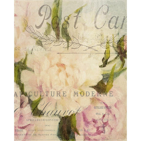 Summer Blooming Series C Black Modern Wood Framed Art Print with Double Matting by Kimberly, Allen