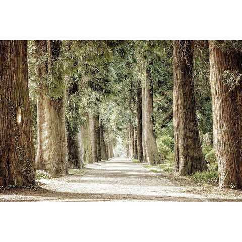 Along the Path Gold Ornate Wood Framed Art Print with Double Matting by Kimberly, Allen