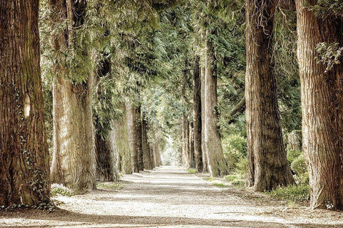 Along the Path White Modern Wood Framed Art Print with Double Matting by Kimberly, Allen