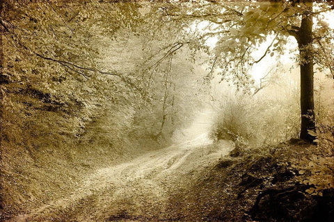 Autumn walk Black Ornate Wood Framed Art Print with Double Matting by Kimberly, Allen