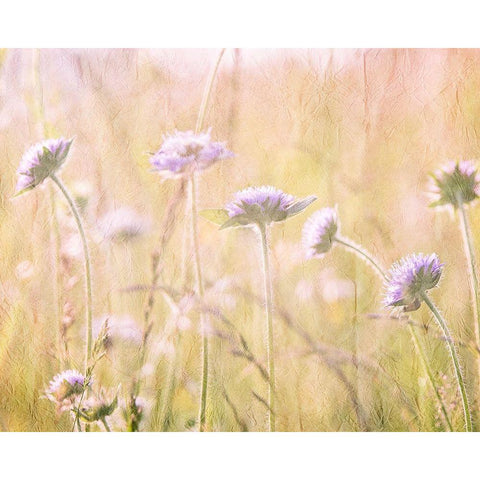 Hazy Afternoon Sun 1 White Modern Wood Framed Art Print by Kimberly, Allen