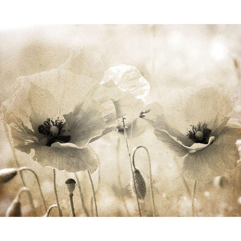 Vintage Poppy 1 White Modern Wood Framed Art Print by Kimberly, Allen