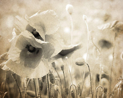 Vintage Poppy 2 Black Ornate Wood Framed Art Print with Double Matting by Kimberly, Allen