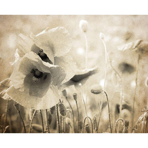 Vintage Poppy 2 Gold Ornate Wood Framed Art Print with Double Matting by Kimberly, Allen