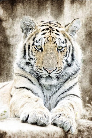 Concentration White Modern Wood Framed Art Print with Double Matting by Kimberly, Allen