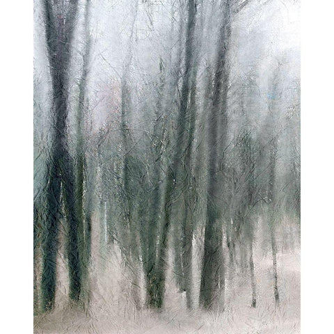 Shrouded Forest 2 Black Modern Wood Framed Art Print with Double Matting by Allen, Kimberly