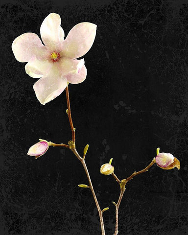 Magnolia on Black 1 White Modern Wood Framed Art Print with Double Matting by Kimberly, Allen