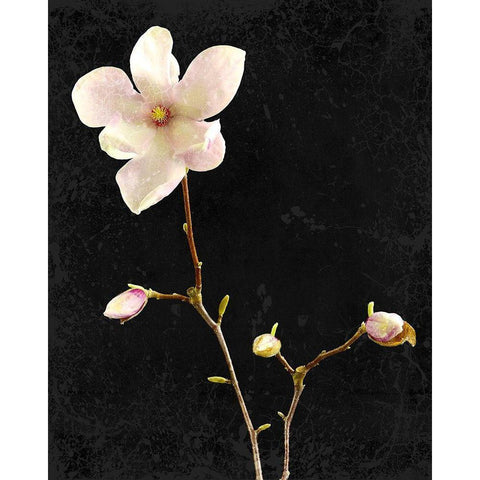 Magnolia on Black 1 Black Modern Wood Framed Art Print with Double Matting by Kimberly, Allen