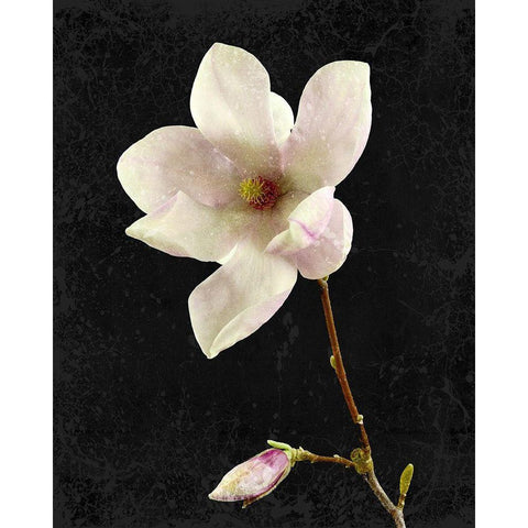 Magnolia on Black 2 White Modern Wood Framed Art Print by Kimberly, Allen