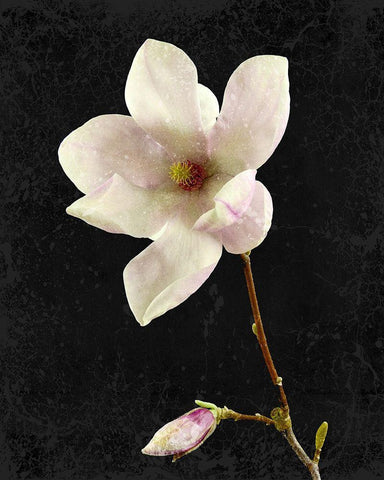 Magnolia on Black 2 Black Ornate Wood Framed Art Print with Double Matting by Kimberly, Allen