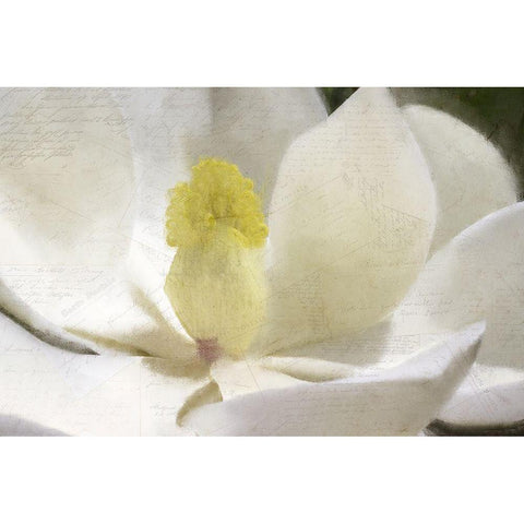 Carte Postale Magnolia Bloom Black Modern Wood Framed Art Print with Double Matting by Kimberly, Allen