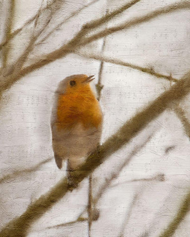 Bird on a Branch 1 White Modern Wood Framed Art Print with Double Matting by Kimberly, Allen