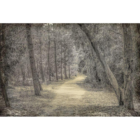 Forest of Dreams Black Modern Wood Framed Art Print with Double Matting by Kimberly, Allen