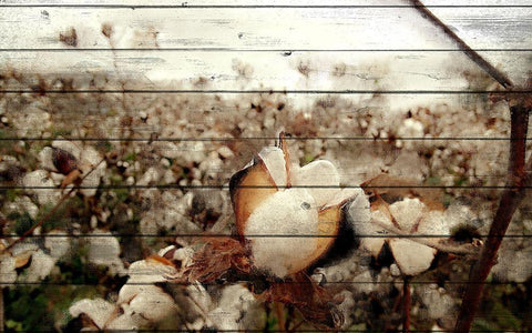 Cotton Field 1 Black Ornate Wood Framed Art Print with Double Matting by Kimberly, Allen