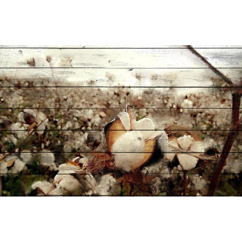 Cotton Field 1 Black Modern Wood Framed Art Print with Double Matting by Kimberly, Allen