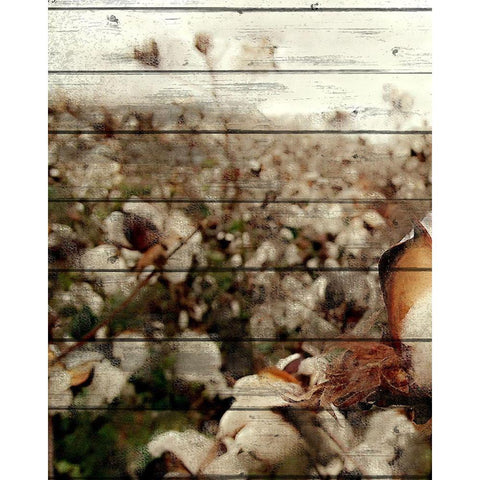 Cotton Field 2 Black Modern Wood Framed Art Print with Double Matting by Kimberly, Allen