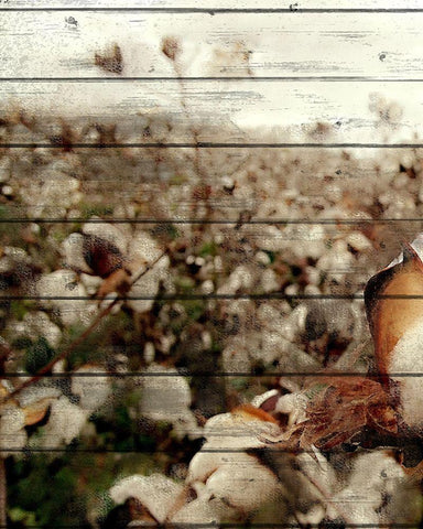 Cotton Field 2 White Modern Wood Framed Art Print with Double Matting by Kimberly, Allen