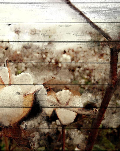 Cotton Field 3 Black Ornate Wood Framed Art Print with Double Matting by Kimberly, Allen