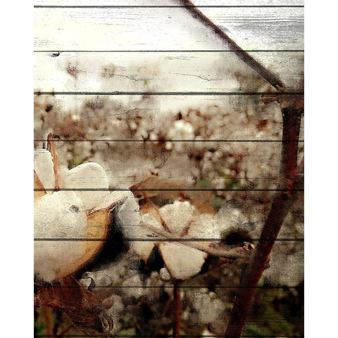 Cotton Field 3 Black Modern Wood Framed Art Print with Double Matting by Kimberly, Allen