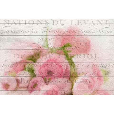 Roses in Paris White Modern Wood Framed Art Print by Allen, Kimberly
