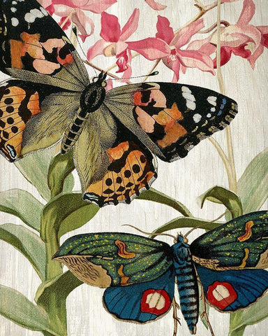 Butterfly World 1 Black Ornate Wood Framed Art Print with Double Matting by Kimberly, Allen