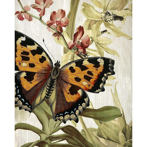 Butterfly World 2 Black Modern Wood Framed Art Print with Double Matting by Kimberly, Allen