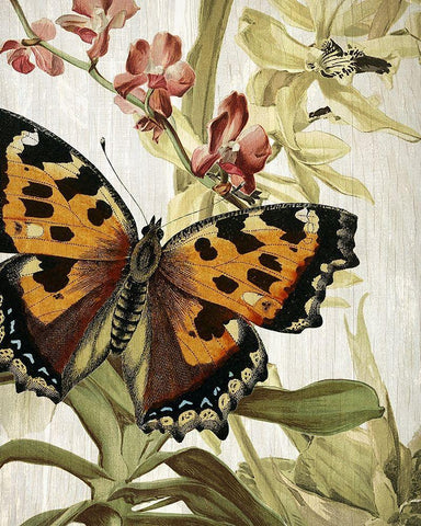 Butterfly World 2 Black Ornate Wood Framed Art Print with Double Matting by Kimberly, Allen