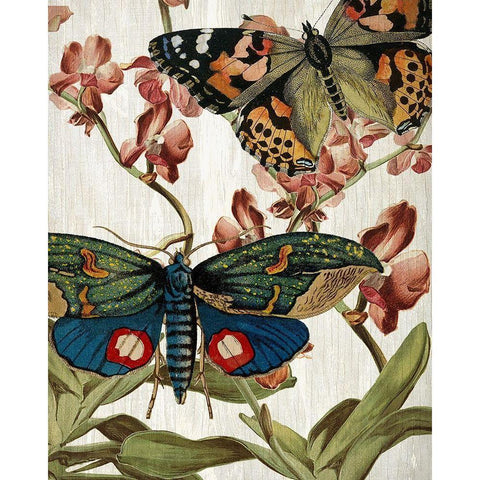 Butterfly World 3 Black Modern Wood Framed Art Print with Double Matting by Kimberly, Allen