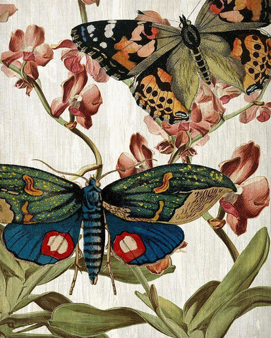 Butterfly World 3 White Modern Wood Framed Art Print with Double Matting by Kimberly, Allen
