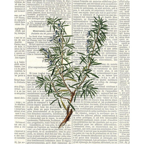 Fresh Herbs 1 Black Modern Wood Framed Art Print with Double Matting by Allen, Kimberly