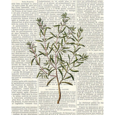 Fresh Herbs 2 White Modern Wood Framed Art Print by Allen, Kimberly